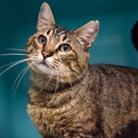 BOOM, chat à adopter