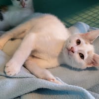 Bianca, chatte à adopter