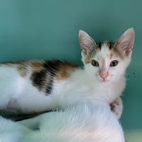 Bella, chatte à adopter