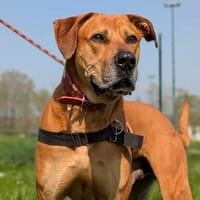 TULEAR QCN, chien à adopter
