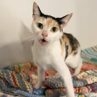 PATAFOIN, chatte à adopter