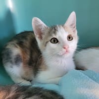 Brownie, chatte à adopter