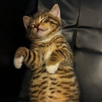 ISIS (Roméo), chatte à adopter