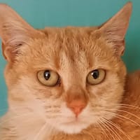 Jeanette, chatte à adopter