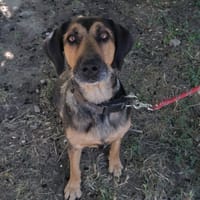 Baya, chienne à adopter