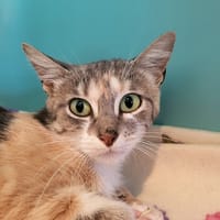 Mélodie, chatte à adopter