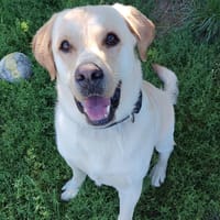 SAMY, chien à adopter