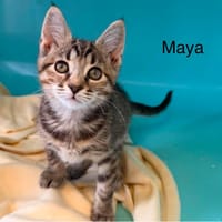 MAYA, chatte à adopter