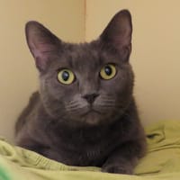 LARA PAB28813, chatte à adopter