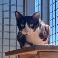 MORBIER QCT, chat à adopter