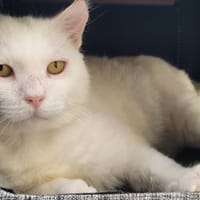 GANDALF, chat à adopter