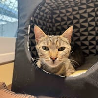 PRUNE A17449, chatte à adopter