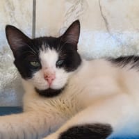 ondine, chatte à adopter