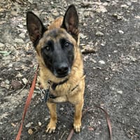SKAR HAA24773, chien à adopter
