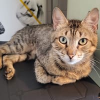 armand, chat à adopter
