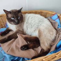 GUERMANGE, chat à adopter
