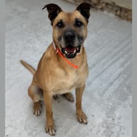 MARLEY HAA24555, chien à adopter