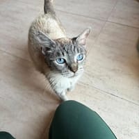 YAYA, chatte à adopter