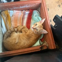 TONY, chat à adopter