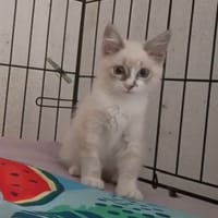 PILI, chatte à adopter