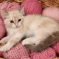 MILI, chatte à adopter