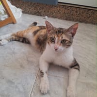 YMIR, chatte à adopter