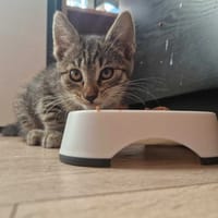 Poziomka, kotka do adopcji