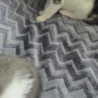Mikuś, kot do adopcji