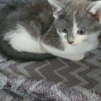 Leo, kot do adopcji