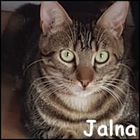 Jalna, chatte à adopter