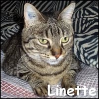 Linette, chatte à adopter