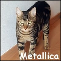 Metallica, chat à adopter