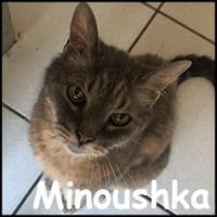 Minoushka, chatte à adopter