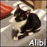 Alibi, chat à adopter