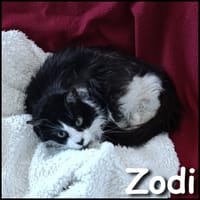 Zodi, chat à adopter