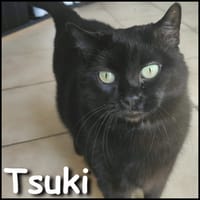 Tsuki, chatte à adopter