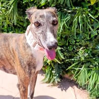 HONDA, chienne à adopter