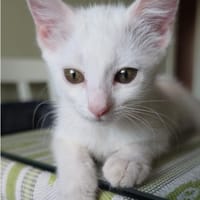 LINA, chatte à adopter