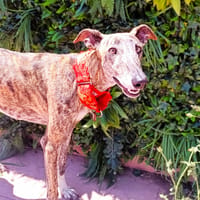 MARGOT, chienne à adopter