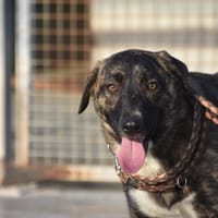 LOTTA, chienne à adopter