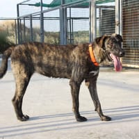 CLARA, chienne à adopter