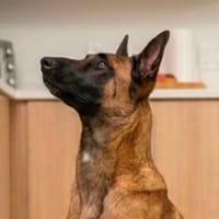 Fala, suczka do adopcji