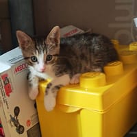 carlos, chat à adopter