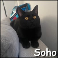 Soho, chat à adopter