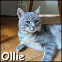 Ollie, chat à adopter