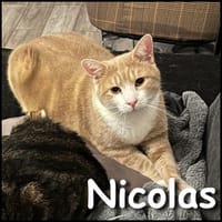Nicolas, chat à adopter
