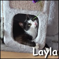 Layla, chatte à adopter