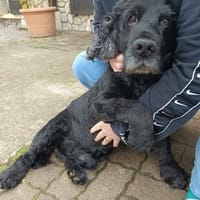 Nougat, chien à adopter