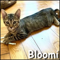 Bloomi, chat à adopter