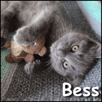 Bess, chatte à adopter